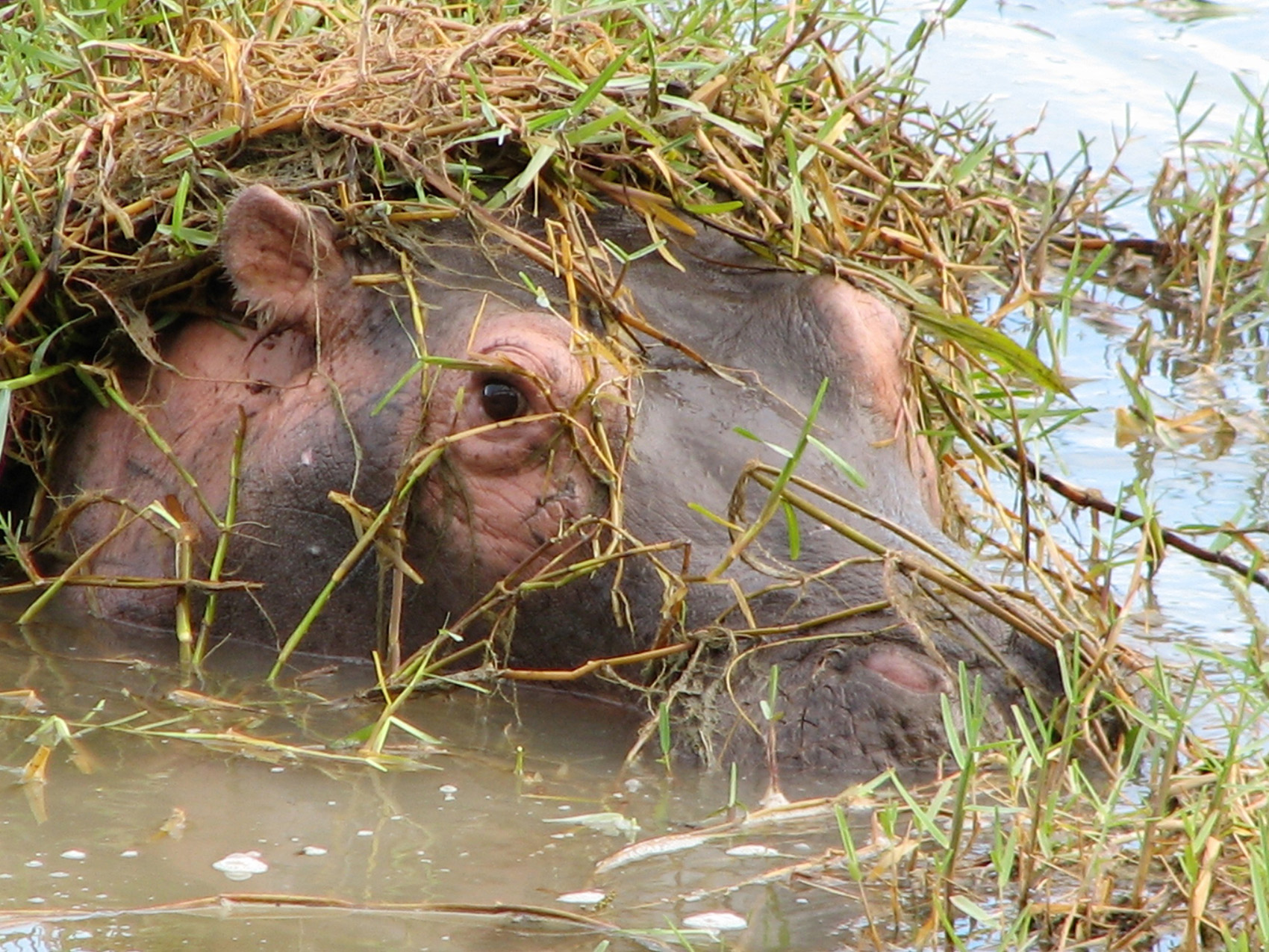 conservation. 5 Star Nature Project; Big 5,