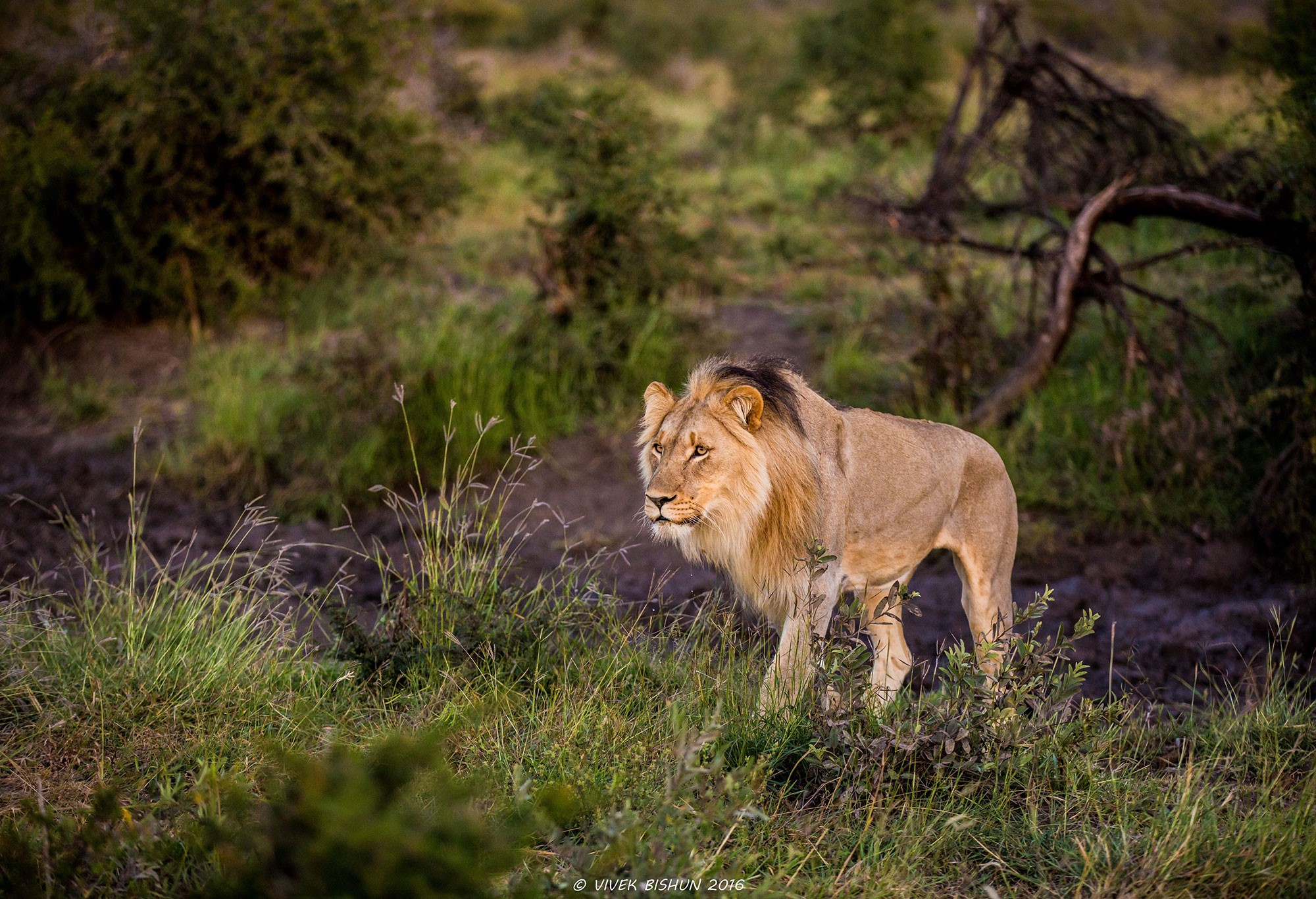 Contact Tau Game Lodge, our South