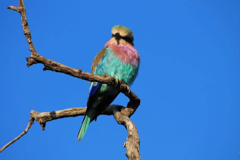 game lodge within a wildlife conservation. 5