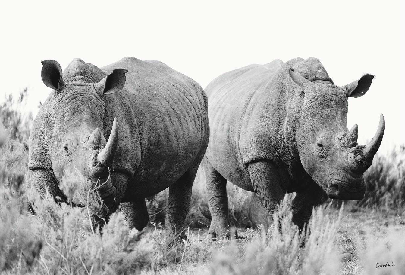 Amazing prints and decor